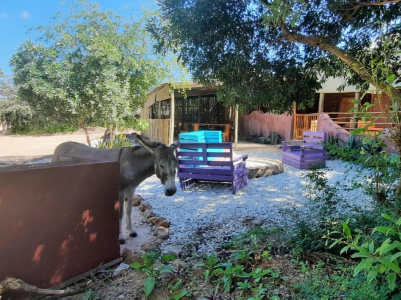 Hotel Shik Shack Backpackers Guernsey Nature Reserve Zewnętrze zdjęcie
