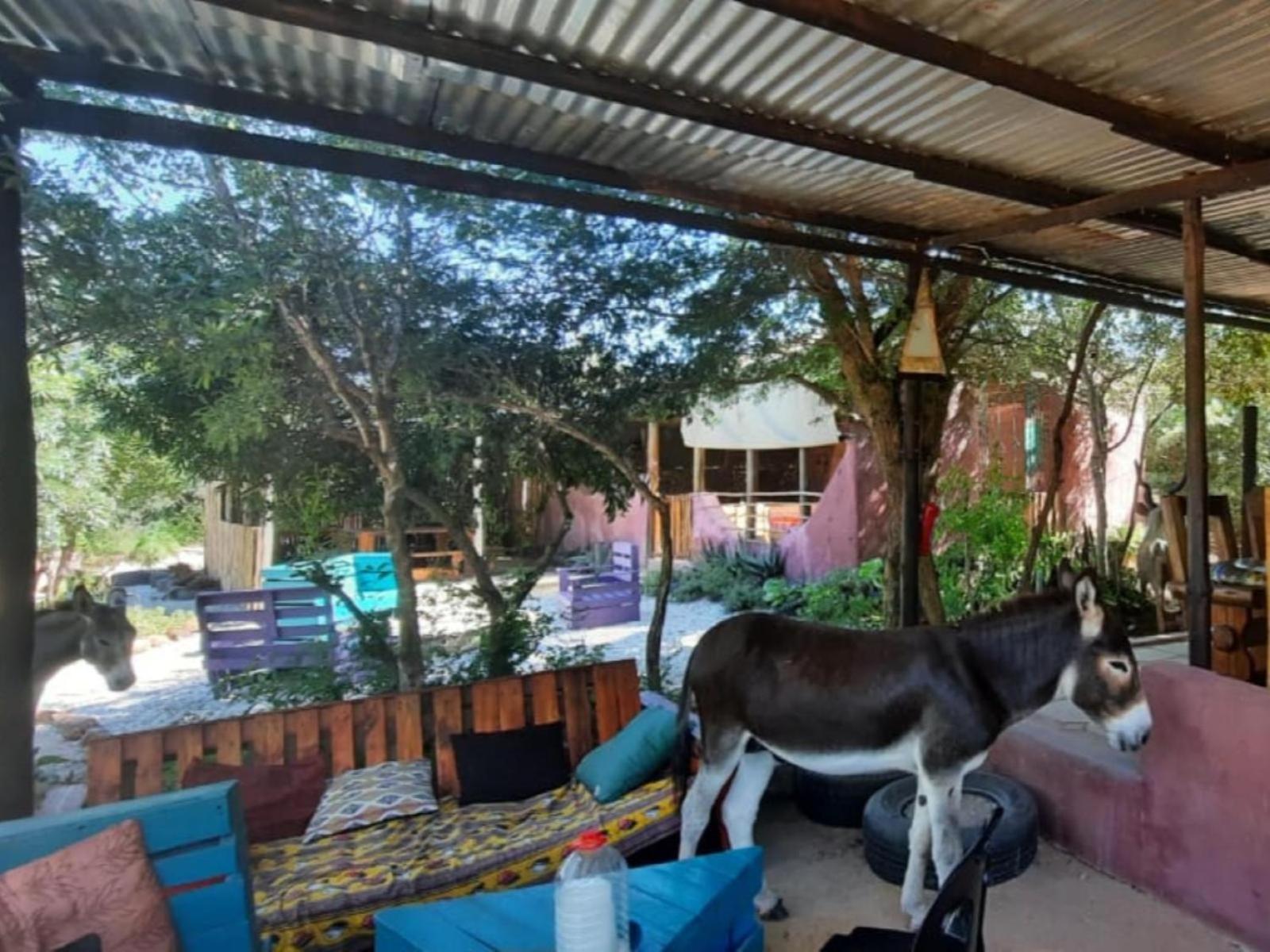 Hotel Shik Shack Backpackers Guernsey Nature Reserve Zewnętrze zdjęcie