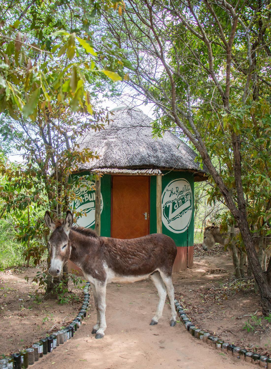 Hotel Shik Shack Backpackers Guernsey Nature Reserve Zewnętrze zdjęcie